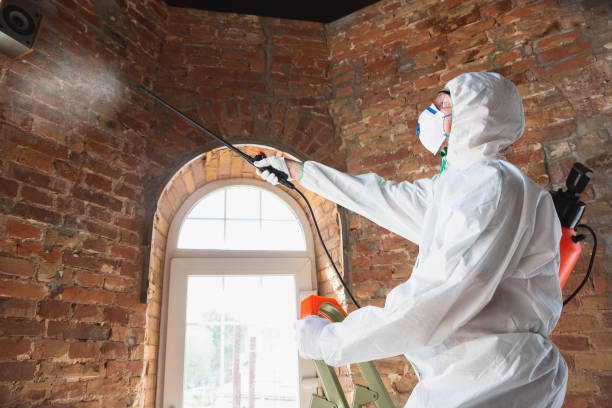 Best Emergency Mold Remediation  in USA